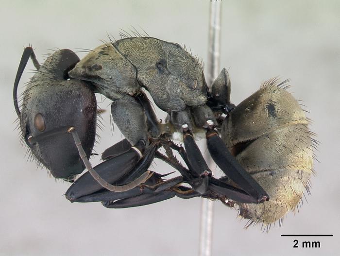 Camponotus sericeiventris